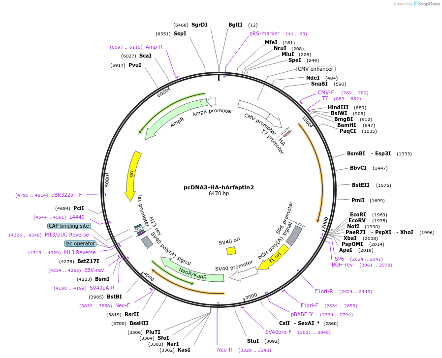 206403-plasmid-map-sequence-id-410651