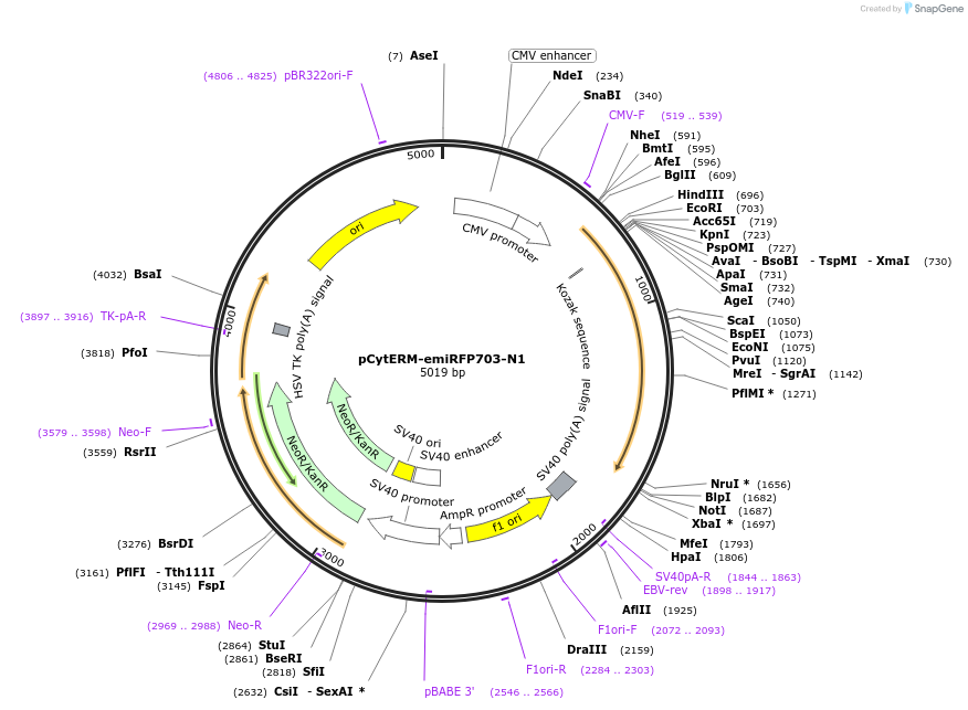 197185-plasmid-map-sequence-id-410652