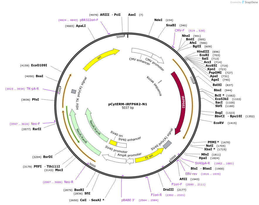 197184-plasmid-map-sequence-id-410653
