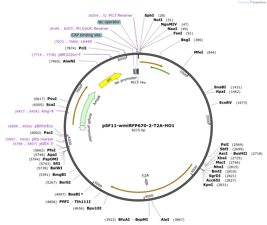 197250-plasmid-map-sequence-id-410654