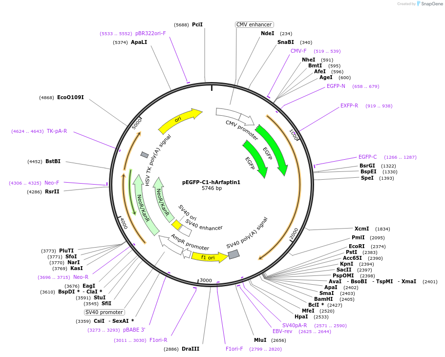 206404-plasmid-map-sequence-id-410655