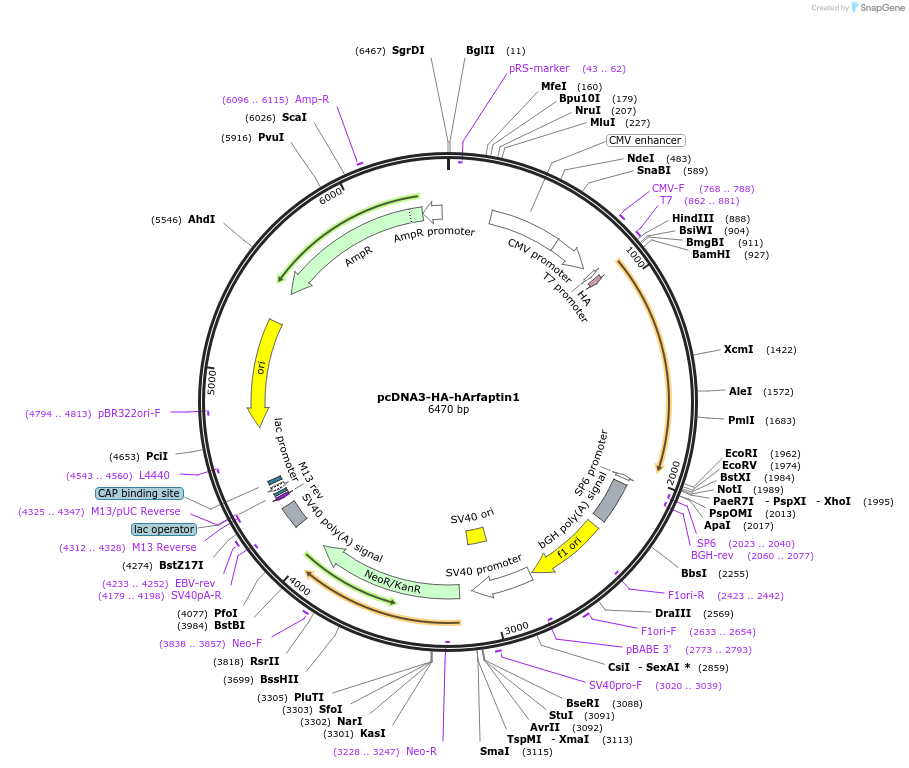 206402-plasmid-map-sequence-id-410670