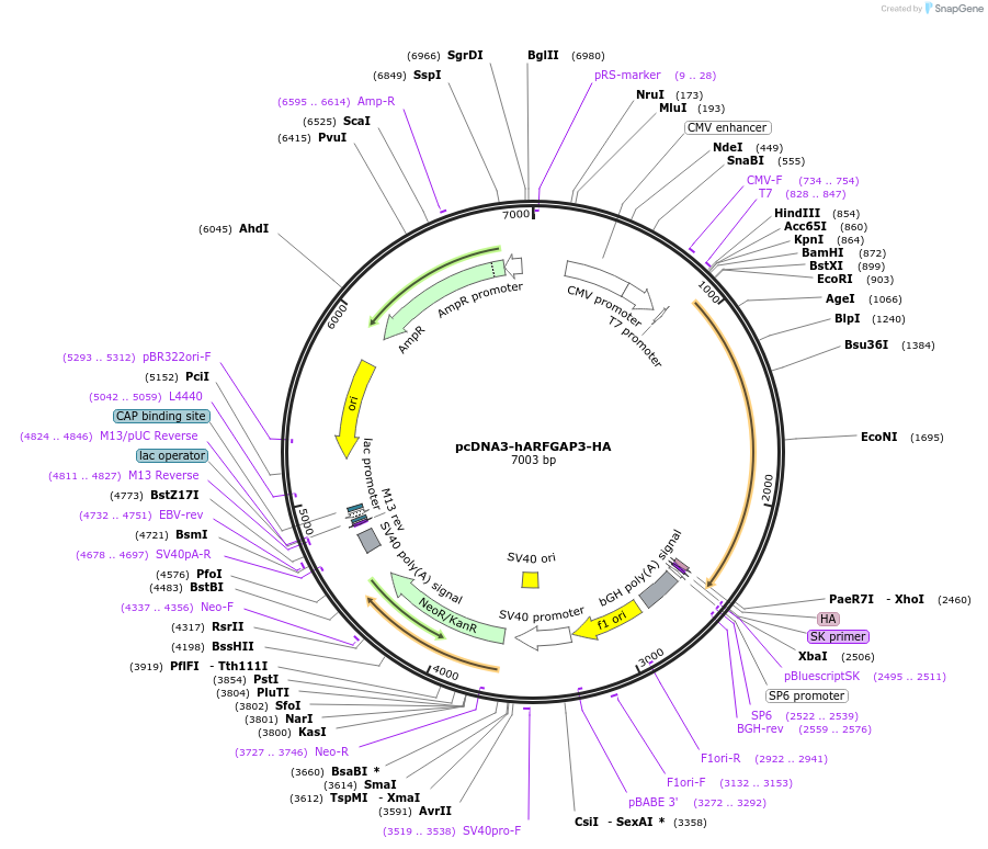 206411-plasmid-map-sequence-id-410675