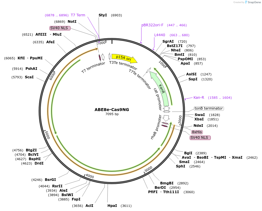203328-plasmid-map-sequence-id-410676