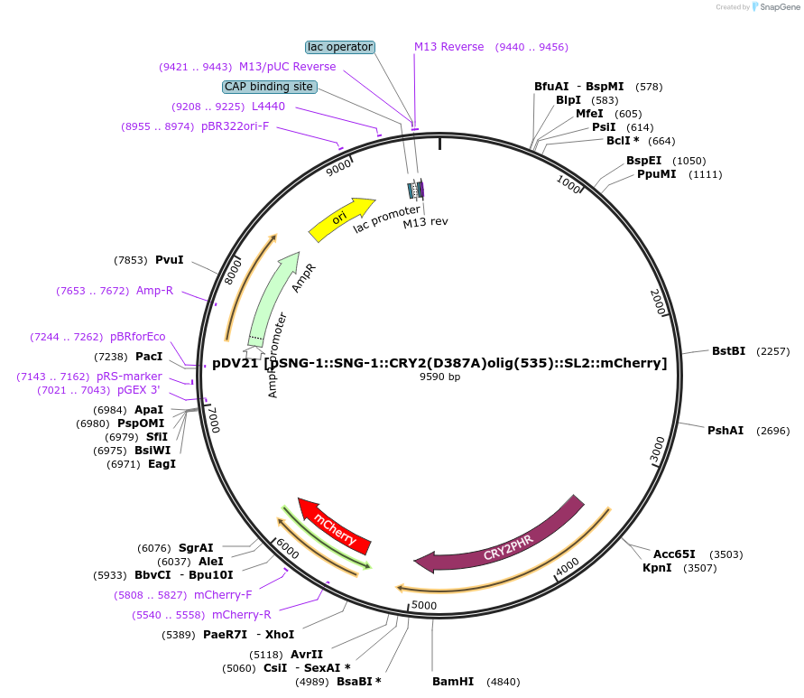 197599-plasmid-map-sequence-id-410713