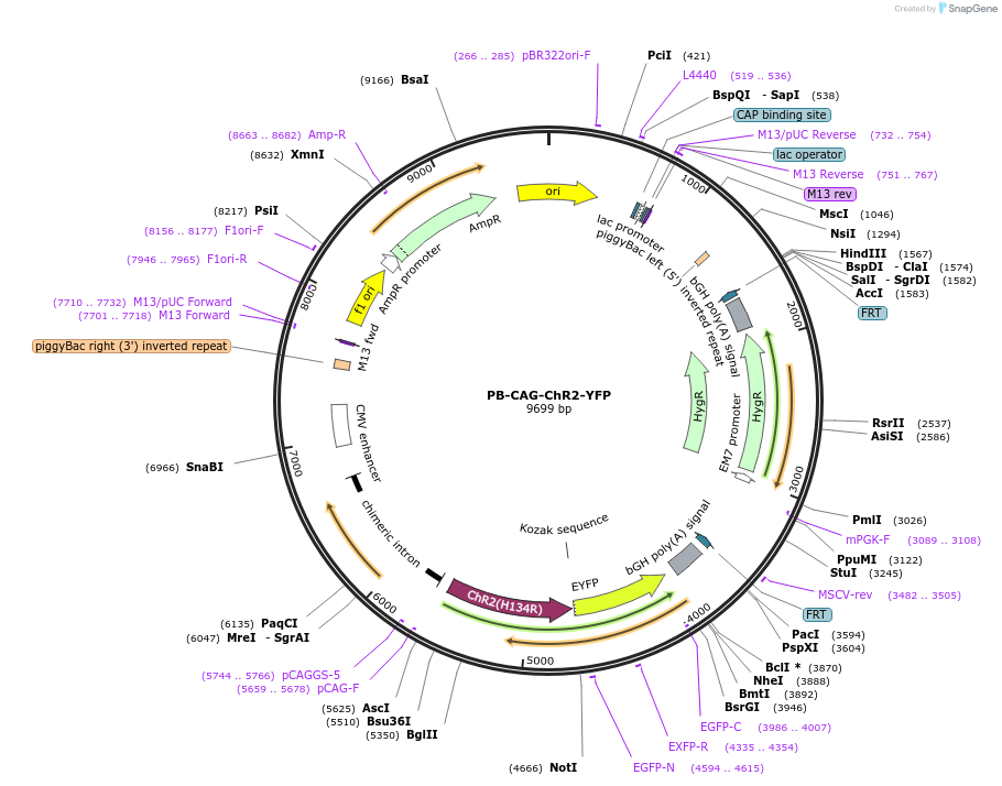 204345-plasmid-map-sequence-id-410725