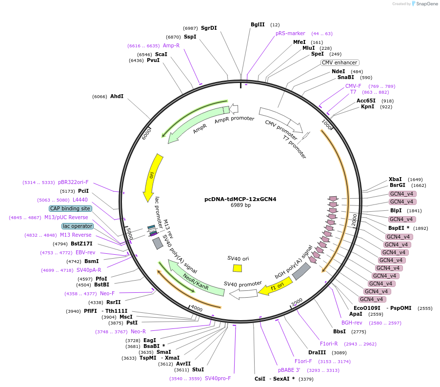 205158-plasmid-map-sequence-id-410728
