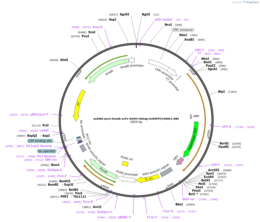 205162-plasmid-map-sequence-id-410733