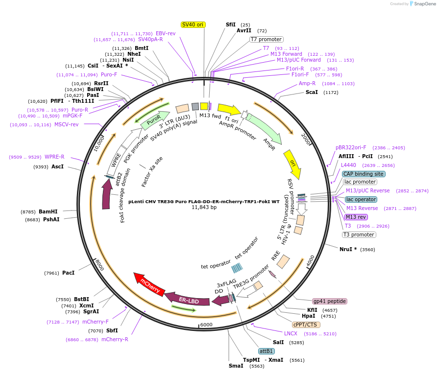207832-plasmid-map-sequence-id-410737