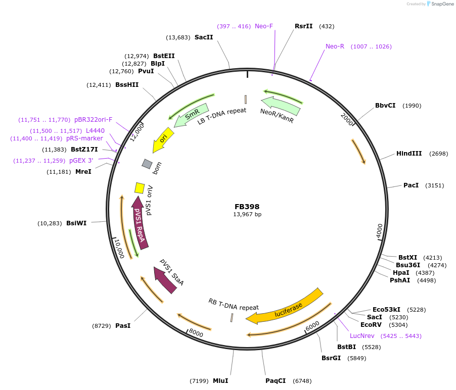 203634-plasmid-map-sequence-id-410738