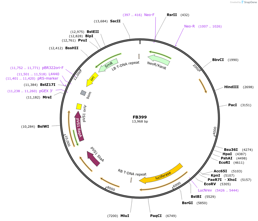 203635-plasmid-map-sequence-id-410739