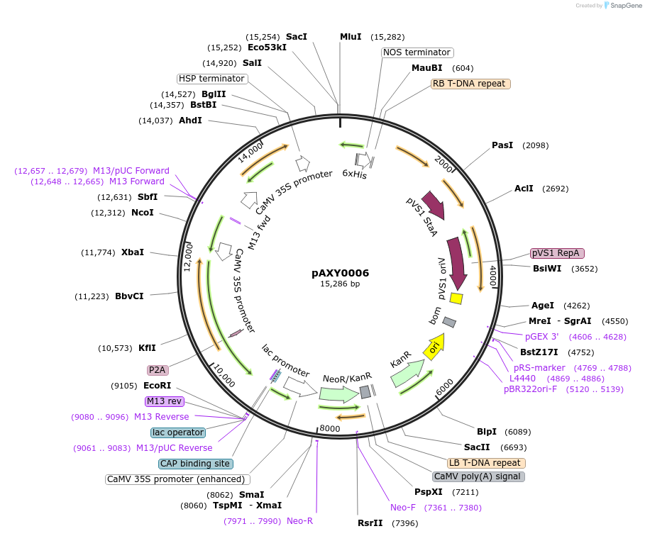 205575-plasmid-map-sequence-id-410744