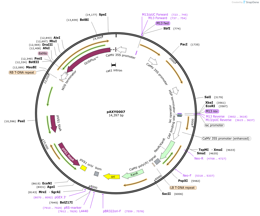 205576-plasmid-map-sequence-id-410746