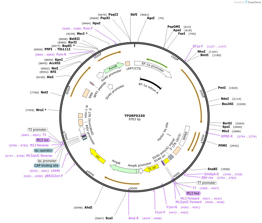 143206-plasmid-map-sequence-id-410750