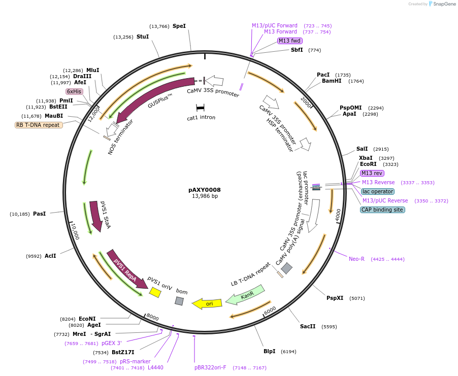 205577-plasmid-map-sequence-id-410751