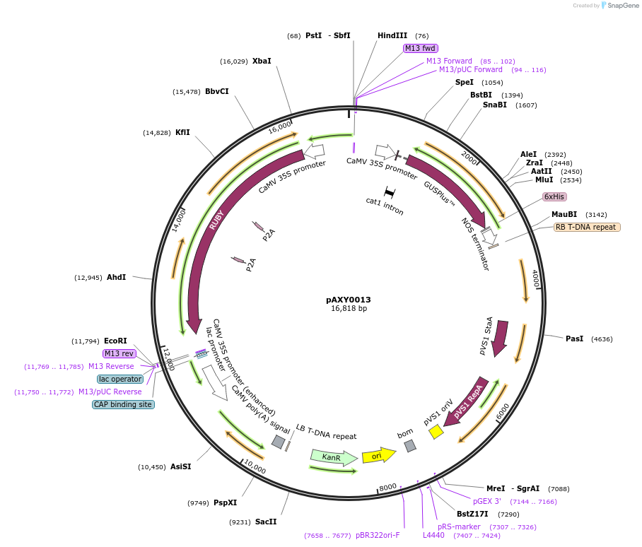 205582-plasmid-map-sequence-id-410777