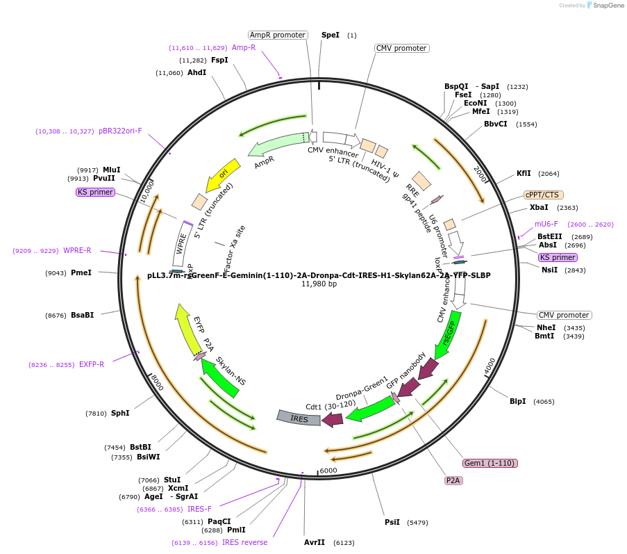 205762-plasmid-map-sequence-id-410784