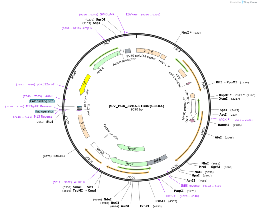 208093-plasmid-map-sequence-id-410844