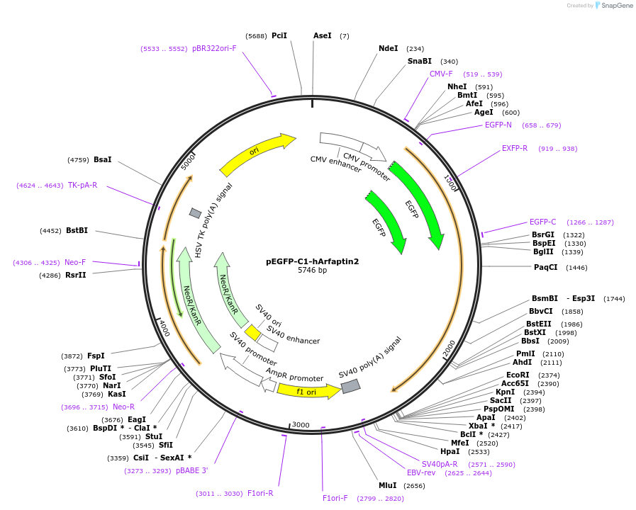 206405-plasmid-map-sequence-id-410871