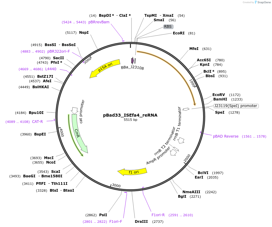 205344-plasmid-map-sequence-id-410882
