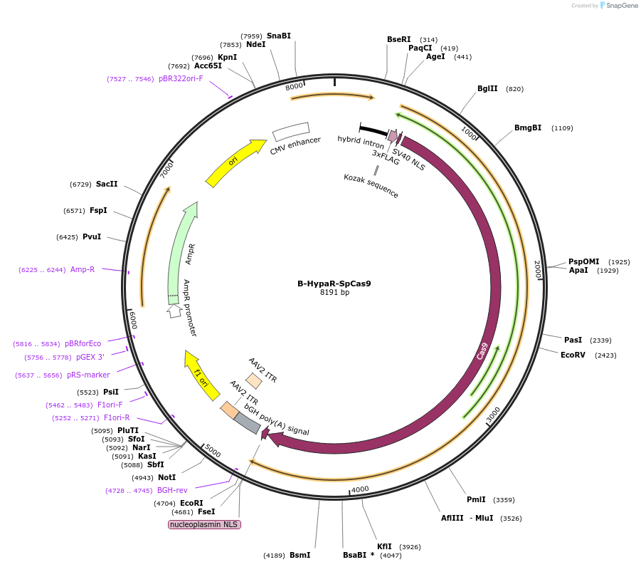 126764-plasmid-map-sequence-id-410886