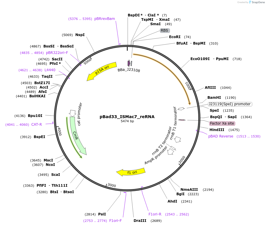 205347-plasmid-map-sequence-id-410888