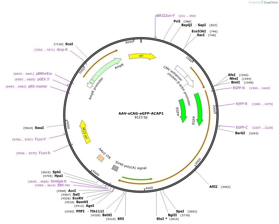 203800-plasmid-map-sequence-id-410892