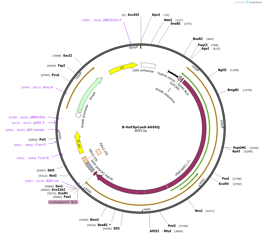 207368-plasmid-map-sequence-id-410902