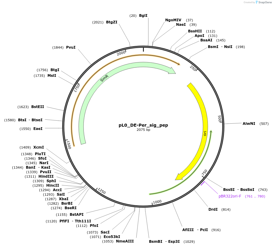 202152-plasmid-map-sequence-id-410912
