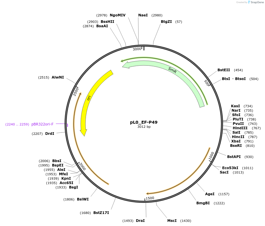 202176-plasmid-map-sequence-id-410914
