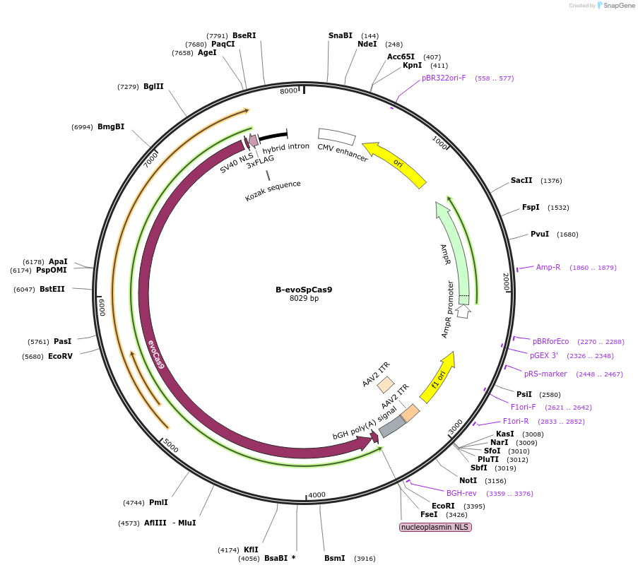 126765-plasmid-map-sequence-id-410921
