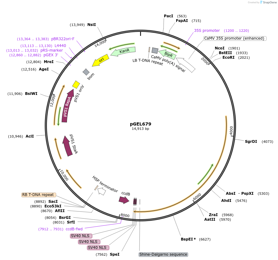 207512-plasmid-map-sequence-id-410926