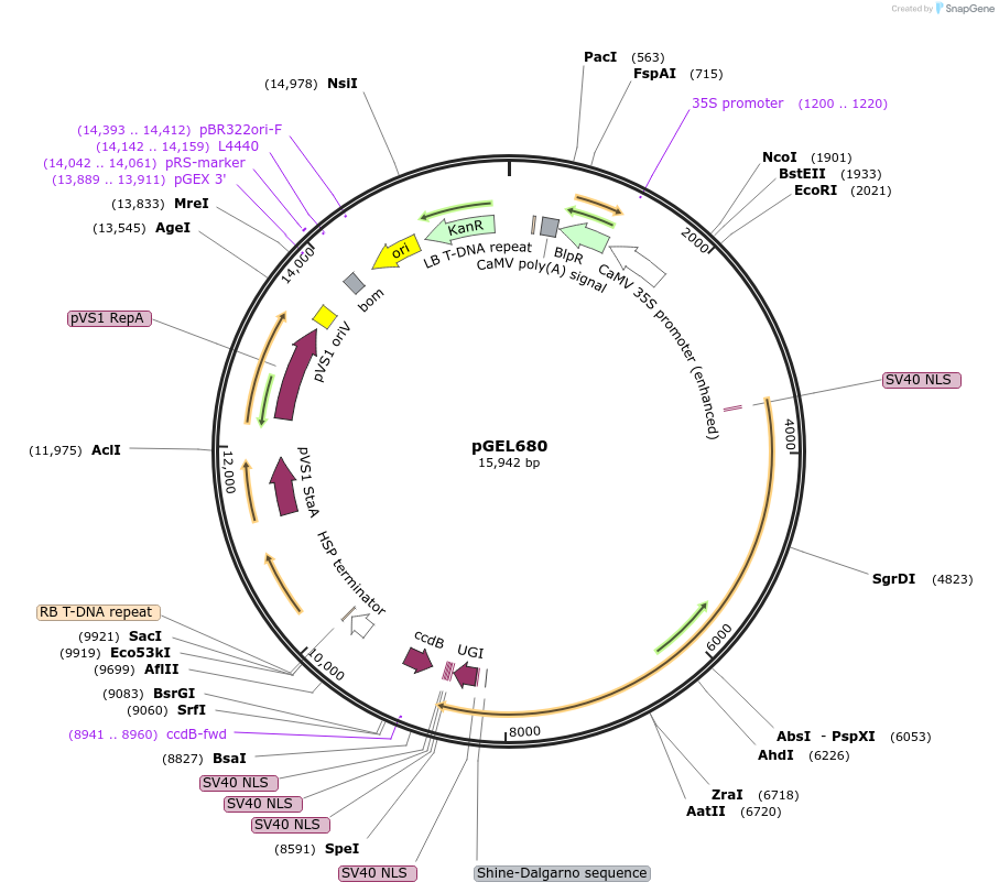 207513-plasmid-map-sequence-id-410927