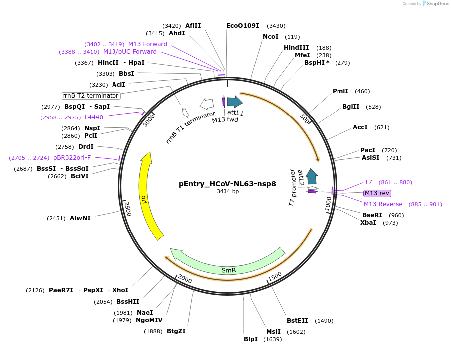168917-plasmid-map-sequence-id-410931