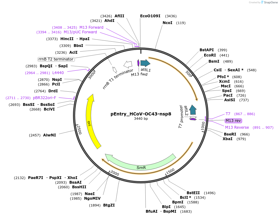 168936-plasmid-map-sequence-id-410932