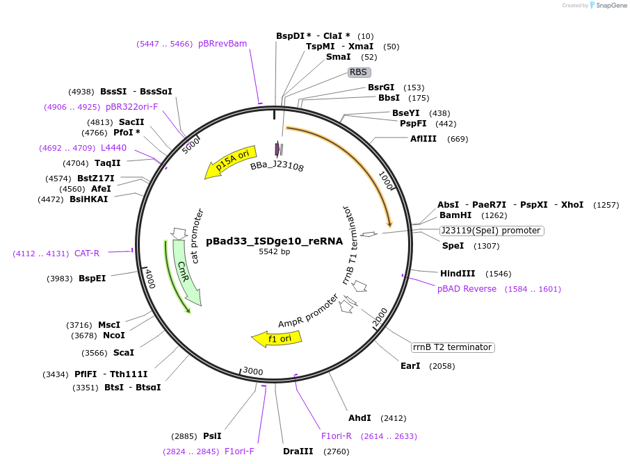 205340-plasmid-map-sequence-id-410937