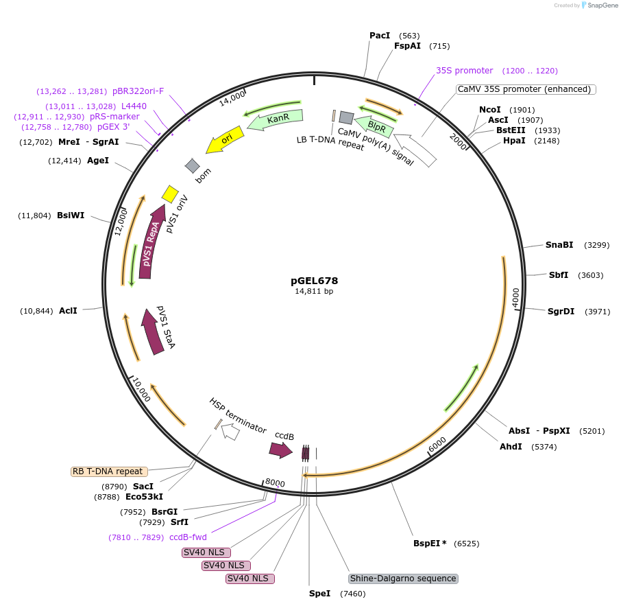 207511-plasmid-map-sequence-id-410939