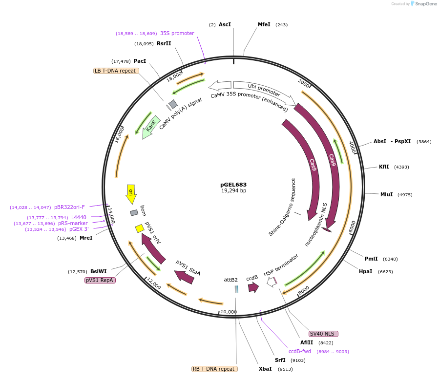 205593-plasmid-map-sequence-id-410943