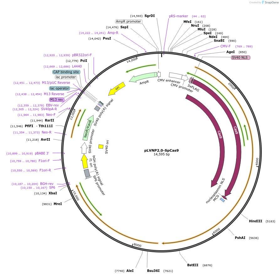 206880-plasmid-map-sequence-id-410949
