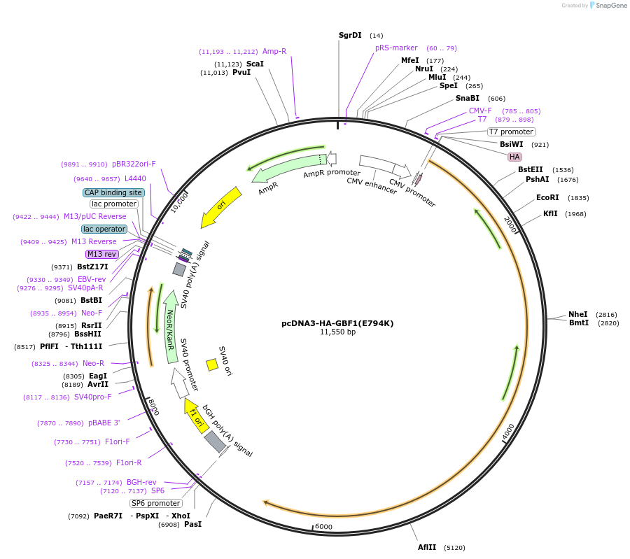 206416-plasmid-map-sequence-id-410951