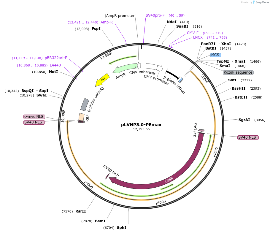 206883-plasmid-map-sequence-id-410958