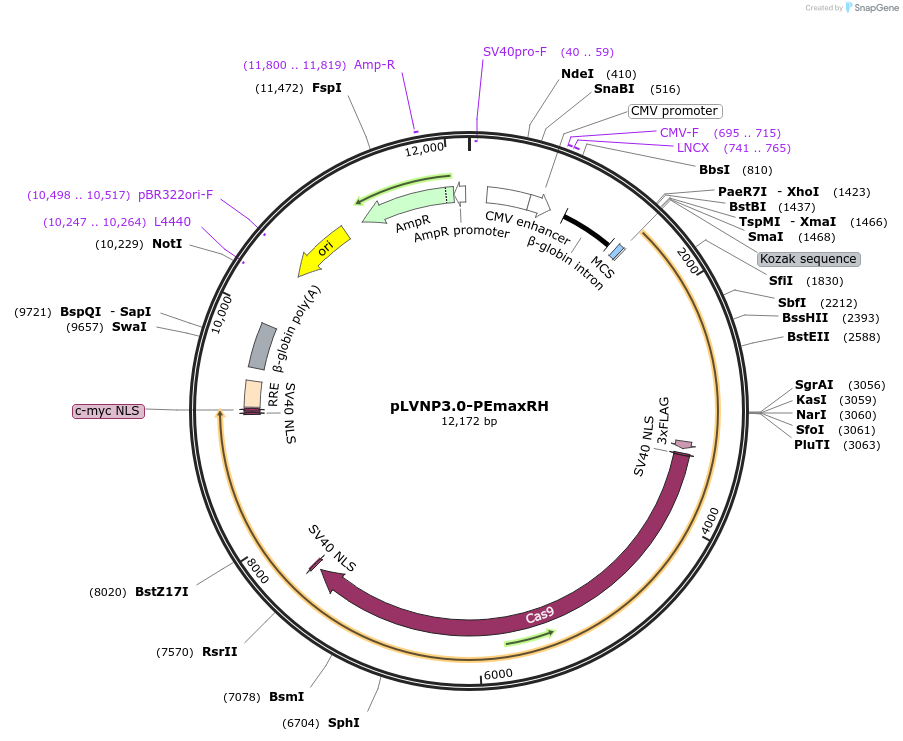 206884-plasmid-map-sequence-id-410959