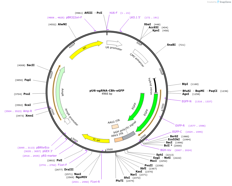206885-plasmid-map-sequence-id-410960