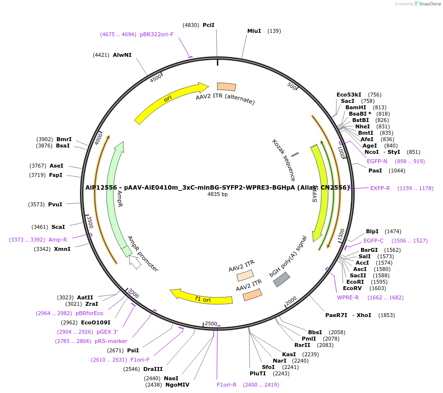 208144-plasmid-map-sequence-id-410963