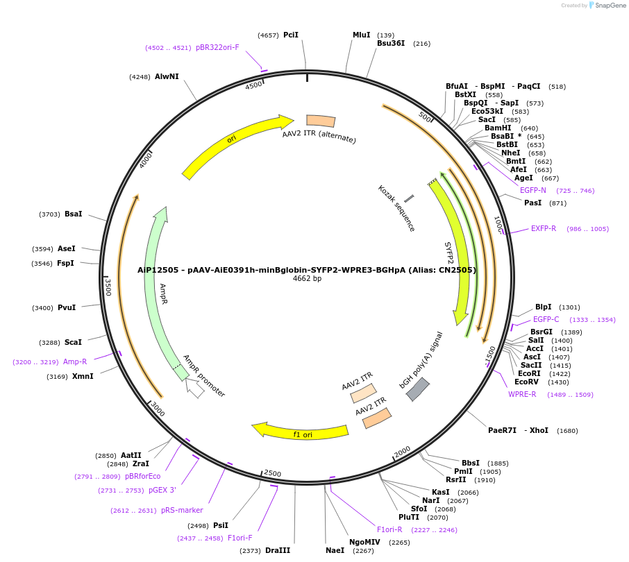 208145-plasmid-map-sequence-id-410964