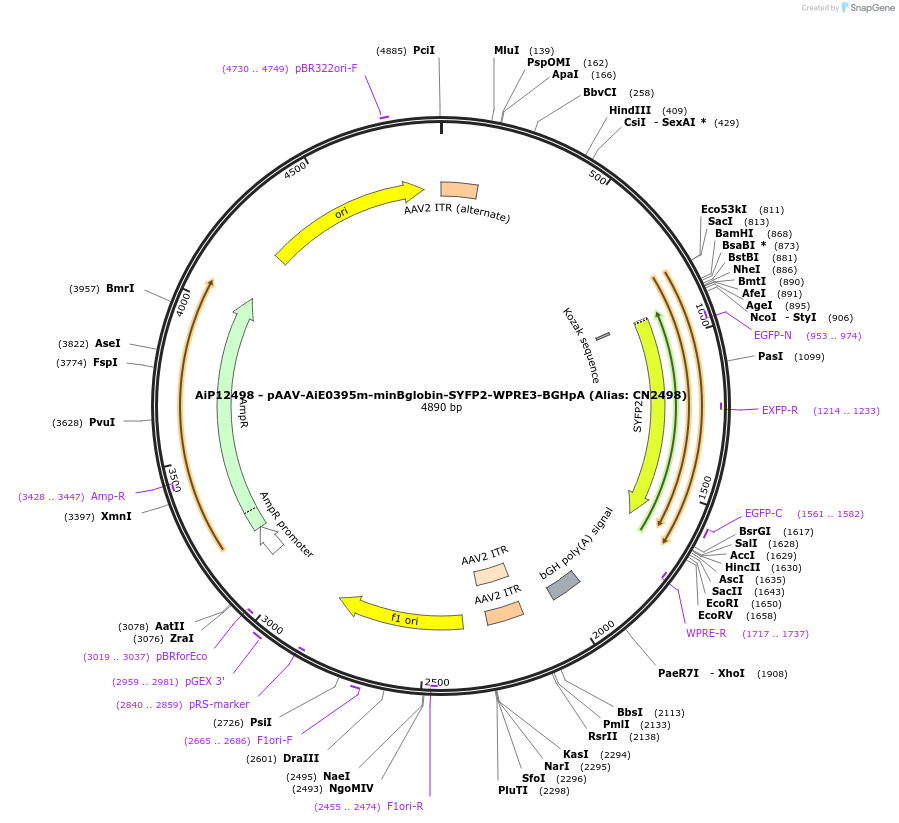 208147-plasmid-map-sequence-id-410970