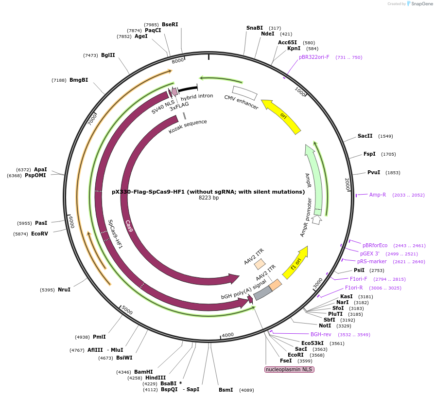 126755-plasmid-map-sequence-id-410971