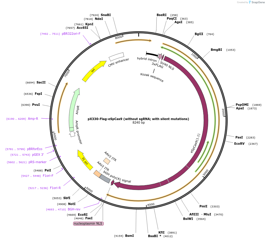 126754-plasmid-map-sequence-id-410972