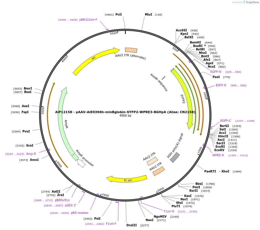 208148-plasmid-map-sequence-id-410973