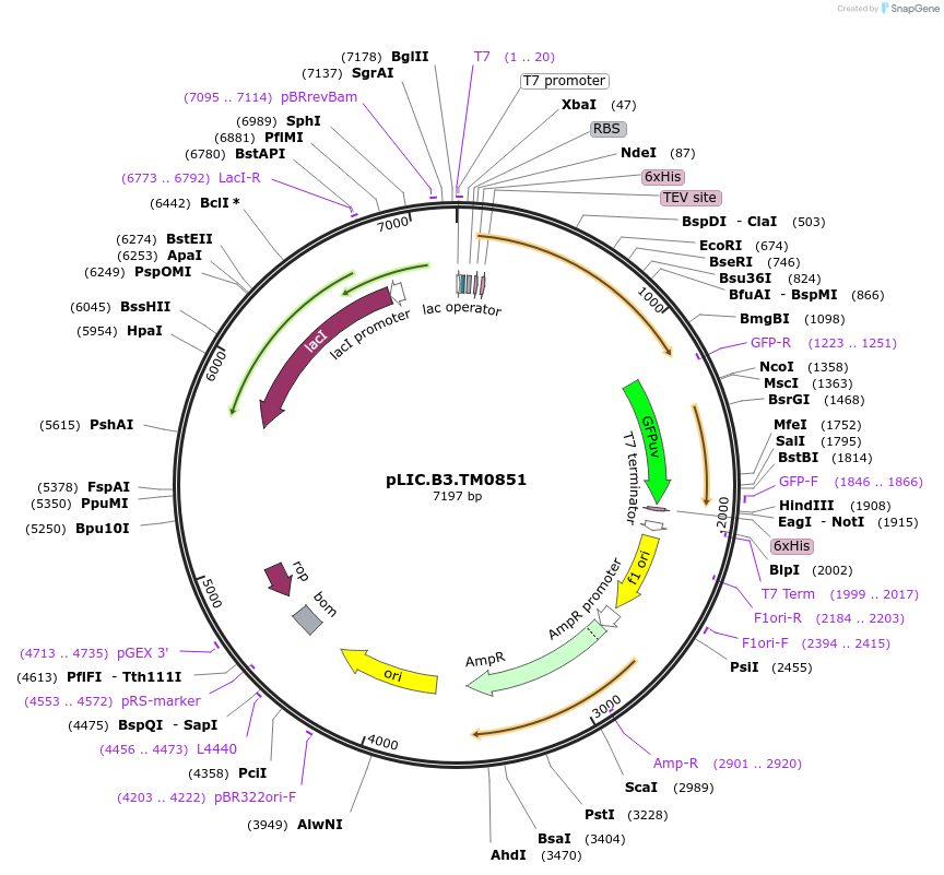 11530-plasmid-map-sequence-id-410974